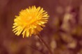 /album/priroda/pompe-ephoto-jpg/